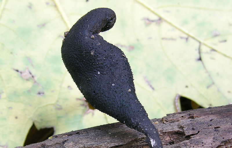 Xylaria longipes